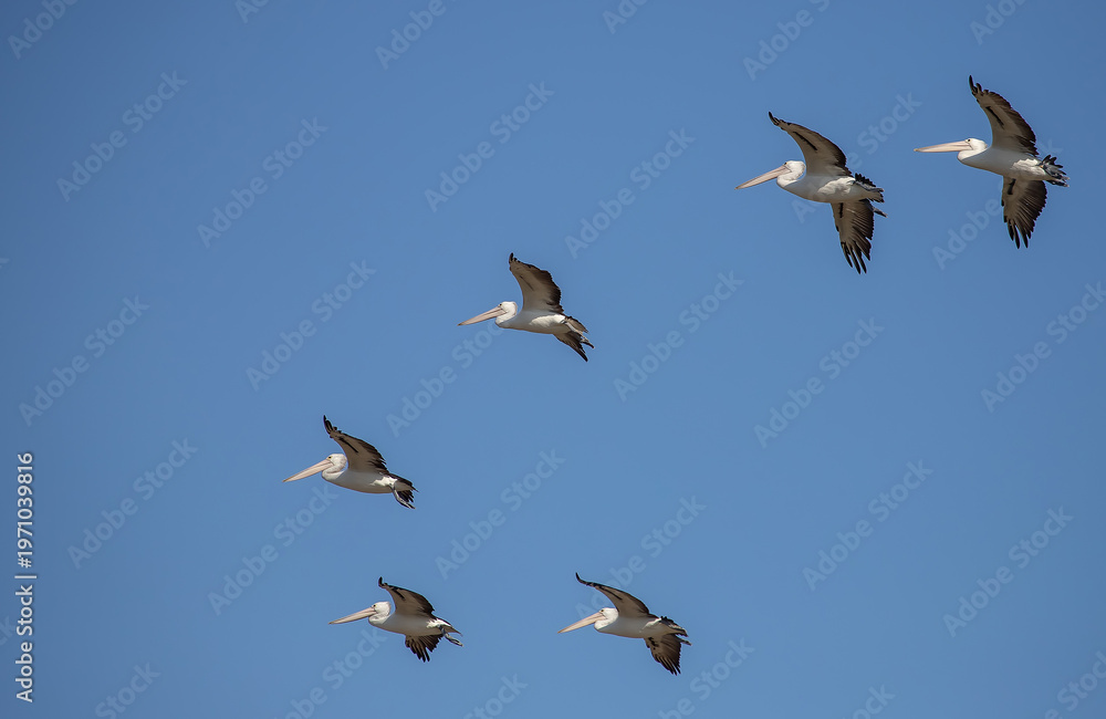 Fototapeta premium Pelicans flying in formation against clear blue sky in natural wildlife scene