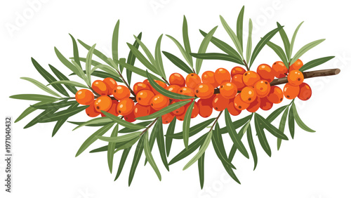 Ripe orange sea buckthorn berries on a branch with green leaves isolated on a white background for health and food design.