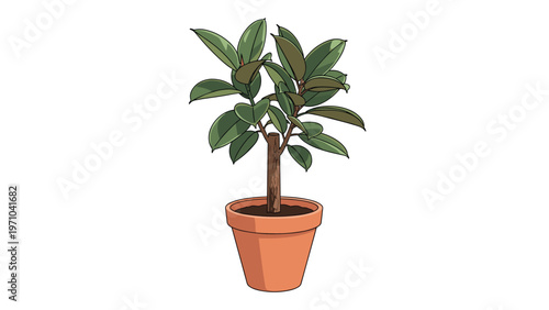 Vibrant green rubber plant with large shiny leaves in a terracotta pot isolated on a simple white background.