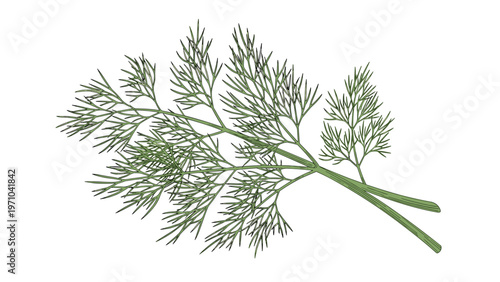 Two sprigs of fresh green dill herb with fine feathery leaves and stems isolated against a plain white background.