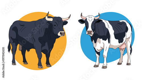 Large muscular black bull and a black and white dairy cow standing in front of colored circular backgrounds.