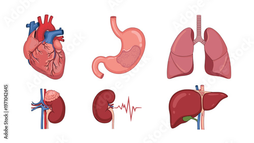 Collection of detailed anatomical illustrations of human internal organs including the heart, stomach, lungs, and liver.