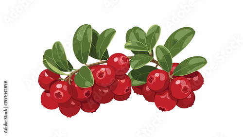 Ripe red cranberries on green leafy branches depicted in a detailed vector illustration style on a white background.