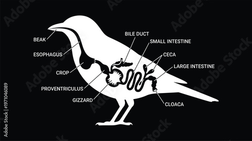 Bird Digestive Anatomy Diagram Silhouette Illustration