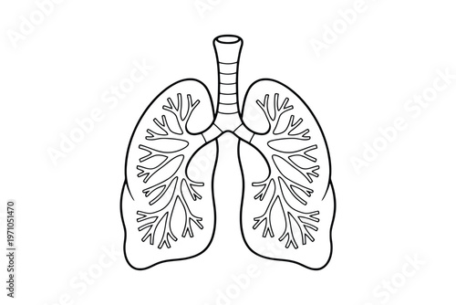 Black and white line of human lungs with bronchial tree respiratory system anatomy medical line black and white