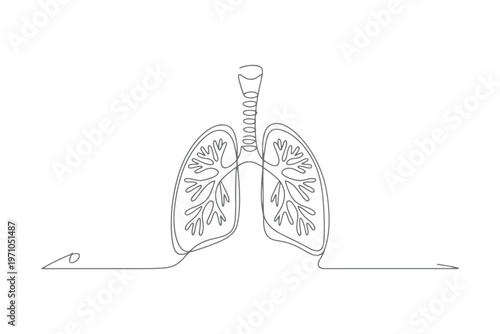 Black and white line of human lungs with detailed interior structures respiratory system anatomy line black and white
