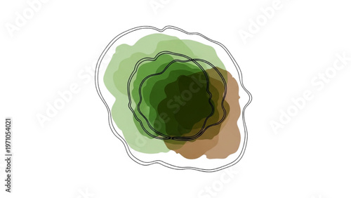 Vector CAD design of a cabbage in green and brown colors