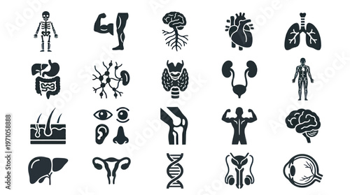Medical Human Anatomy Glyph Icons. Organs, Body Systems  Parts. Healthcare  Biology Symbols