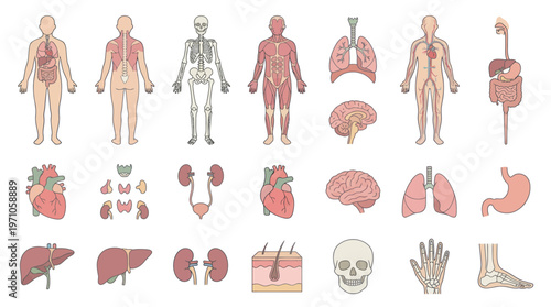 Medical Human Body Anatomy Systems and Internal Organs Flat Vector Icon Set