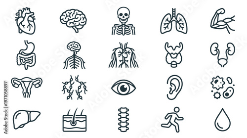 Medical Anatomy Icons Set - Human Organs  Body Systems Line Art Glyphs