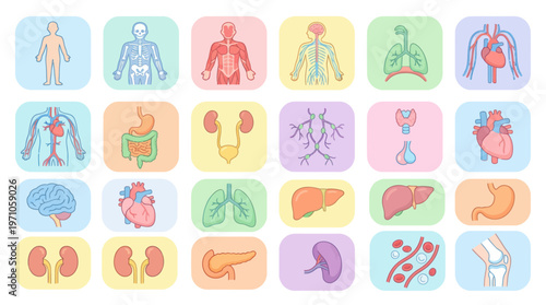 Medical Human Anatomy Organs and Body Systems Flat Line Art Vector Icons