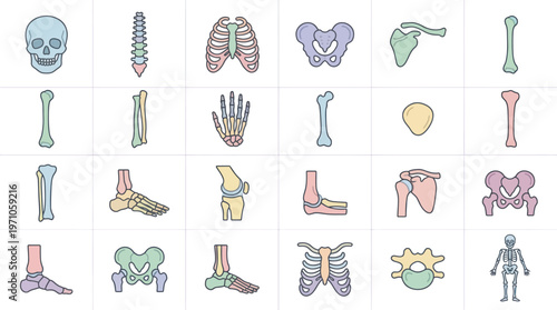 Medical Anatomy Flat Vector Icons Set of Human Bones, Skeleton, Joints and Vertebrae