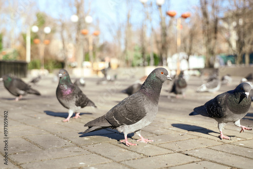 Flock of pigeons on pavemen...