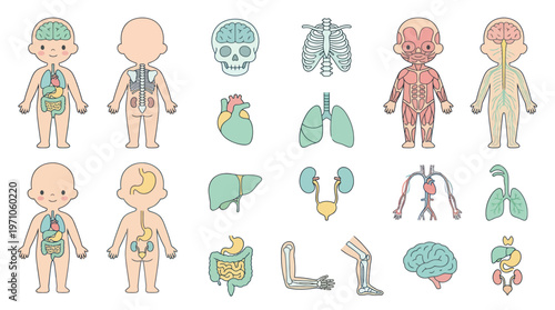 Medical Human Anatomy Flat Icons Set. Cute Cartoon Organs, Body Systems  Skeleton