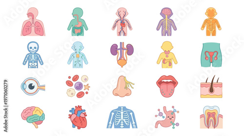 Medical Human Anatomy Systems and Organs Flat Vector Icons Set