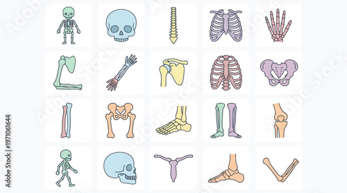 Medical Anatomy Human Skeleton Bones Flat Vector Illustrations Set