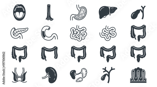 Medical Human Digestive System Anatomy Internal Organs Glyph Icons Black White Set