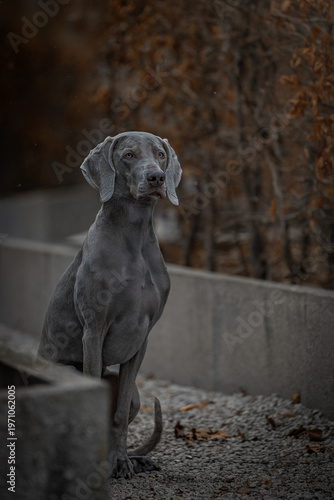 great dane dog