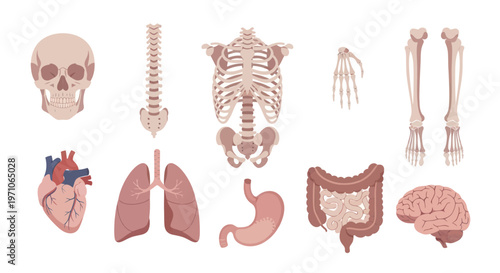Medical Human Anatomy Flat Vector Set: Organs, Bones  Skeletal System Illustrations
