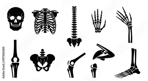 Medical Anatomy Human Skeletal System Bones and Joints Silhouette Icon Set Vector