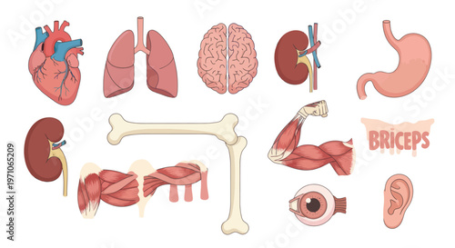 Medical Human Anatomy Flat Illustration Set: Heart, Lungs, Brain, Kidney, Bones, Muscles, Eye, Ear