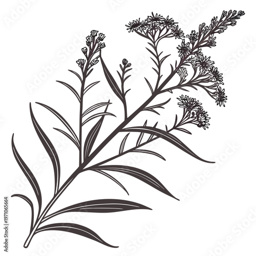 solidago nemoralis grey golden rod line art on white