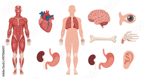 Medical Anatomy Flat Vector Illustration: Human Body Muscular System, Internal Organs  Senses