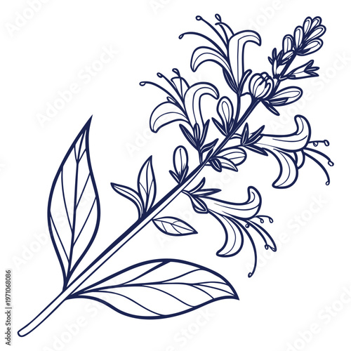 sage blossom line art vecor