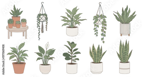 Hand-drawn House Plants Collection