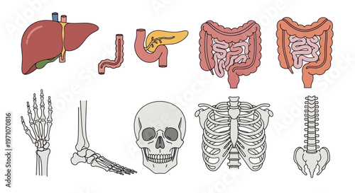 Healthcare Human Anatomy Flat Illustration: Internal Organs and Skeletal System Vector Set