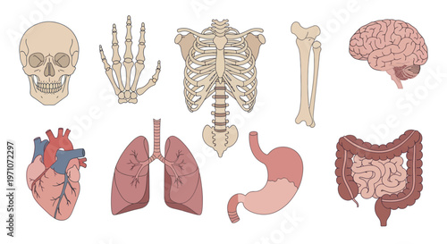 Medical Human Anatomy Organs Skeleton Vector Illustration Set