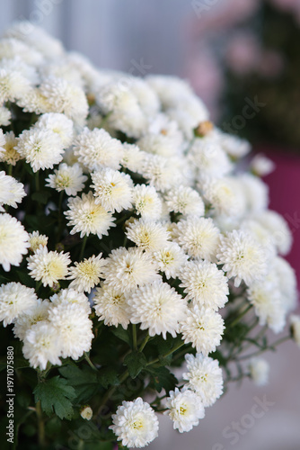 a large bush of flowering chrysanthemums