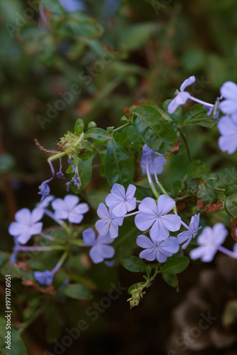 Blue jasmine flowers close-up