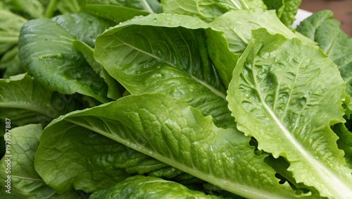 Natural fresh lettuce leaves macro texture with water droplets healthy food background concept