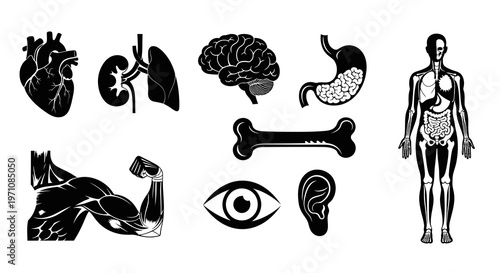 Medical Human Anatomy Organs and Body Parts Black and White Glyph Icon Set