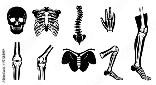 Medical Anatomy Black  White Glyph Vector Icons Set - Human Skeleton Bones and Joints