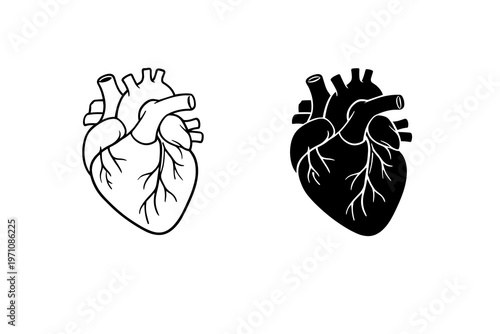 Two black and white line art vector illustrations of a human heart, one outlined and one filled in silhouette, symbolizing health, anatomy, and life science concepts