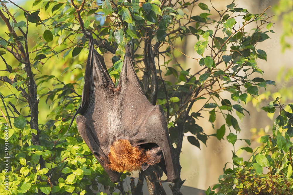 Obraz premium Flying fox sleeping while hanging upside down from a tree branch