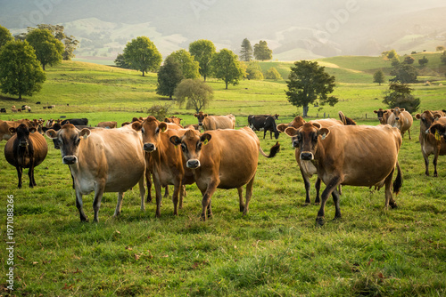 Foto Rural scene, Herd of Jersey and Jersey cross dairy cows grazing in green grass
