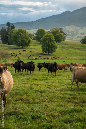 Obraz na płótnie Rural scene, Herd of Jersey and Jersey cross dairy cows grazing in green grass