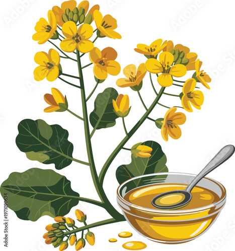 Canola Flower Branch with Oil in Bowl and Spoon, Agriculture and Food Production, Stock Illustration