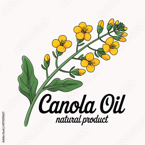 Canola Flower Branch with Text "Canola Oil Natural Product" - Isolated