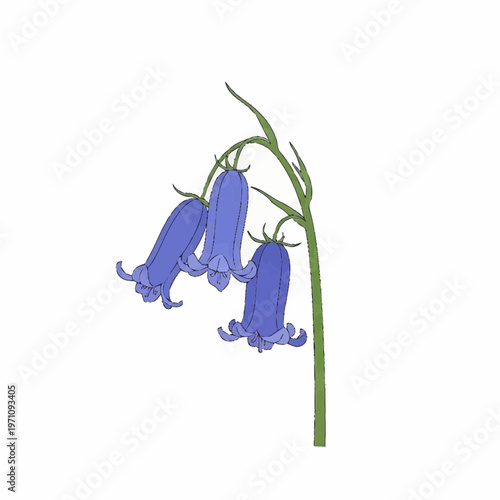 Purple Bellflower Illustration (Campanula) with Hanging Blooms Isolated on White Background