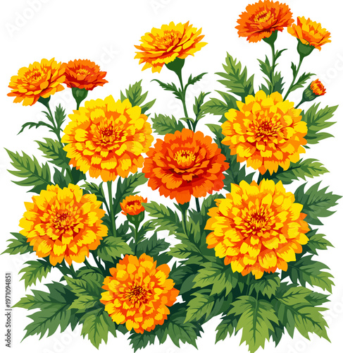 Lush marigold bush with dense orange blossoms and rich green foliage, vibrant floral illustration for garden and festive design