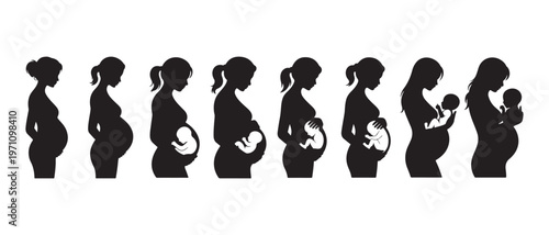 Maternal Journey. Pregnancy Stages Silhouette Showing Fetal Development to Newborn Motherhood.