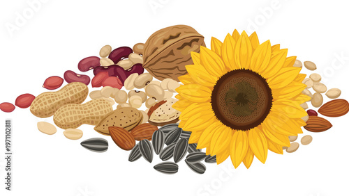 Abundant and diverse collection of healthy nuts and seeds, including peanuts, almonds, walnuts, beans, and sunflower seeds with a whole sunflower.