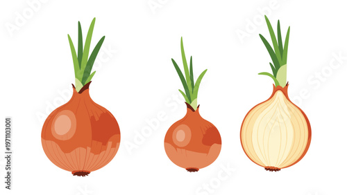 Detailed illustration of three onions, showing a whole bulb, a smaller whole bulb, and a cross-section revealing its layers, emphasizing fresh produce.