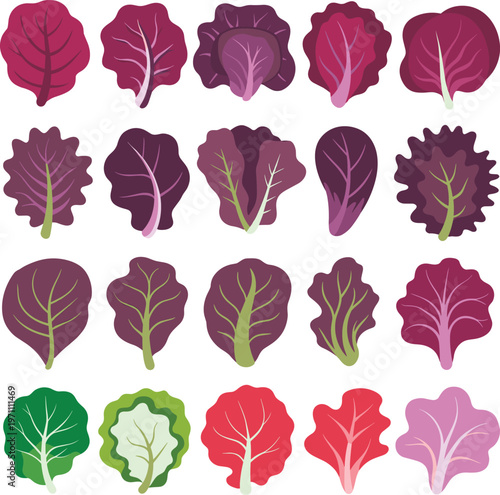 Photos Colorful lettuce leaves collection illustration set, various salad greens vector