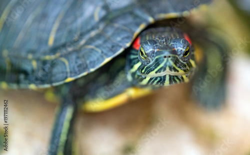Macro Close Up Of Red Eared Slider Turtle