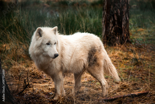 Wild Arctic Wolf Standing In Natural Habitat